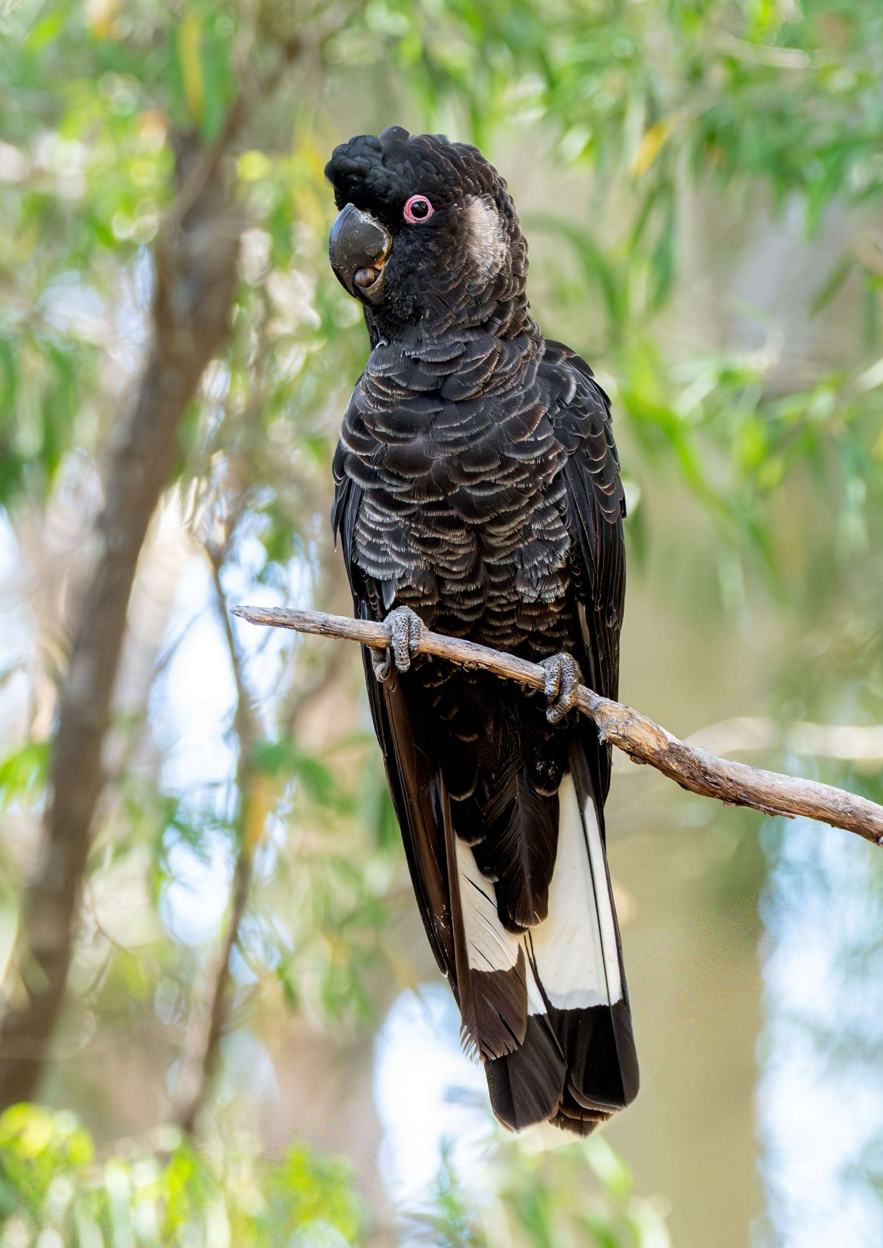 Cacatúa de Carnaby