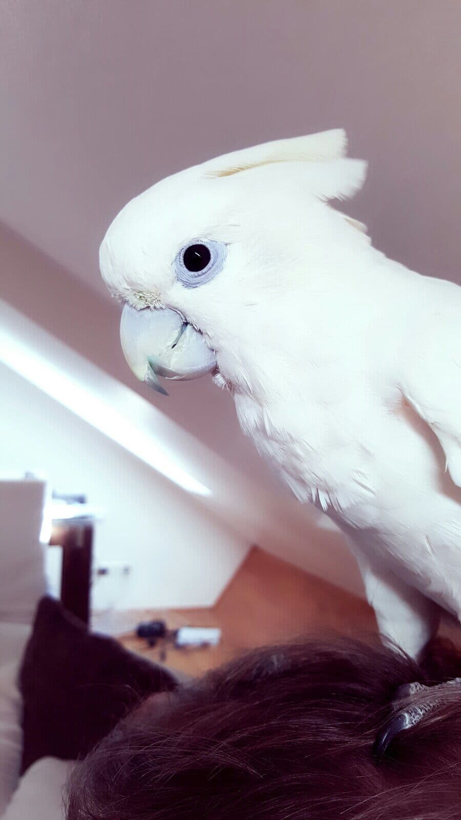 Cacatúa de Ducorps