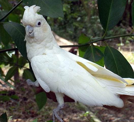 Cacatúa filipina