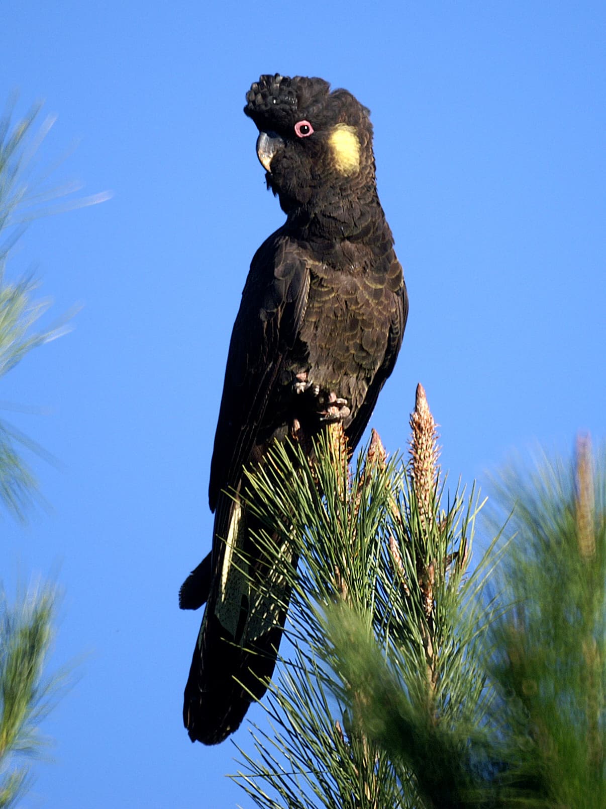 Cacatúa fúnebre coliamarilla