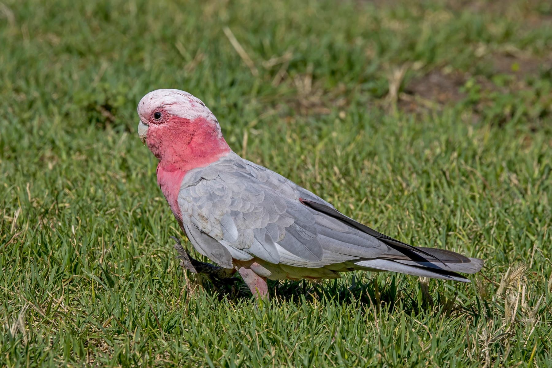 Cacatúa galah (rosa)