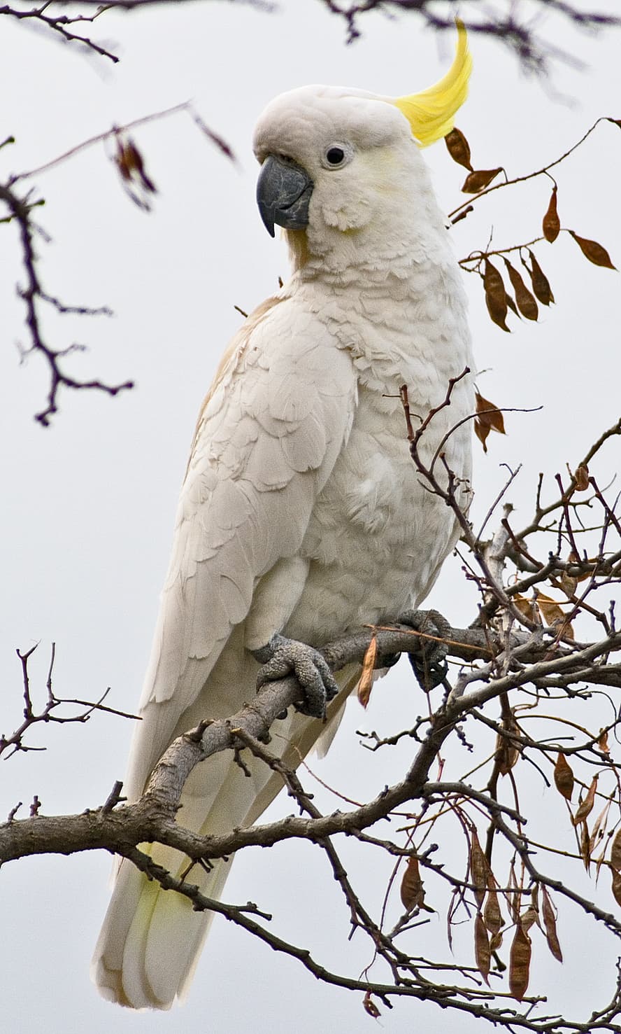 Cacatúa galerita (moño amarillo)