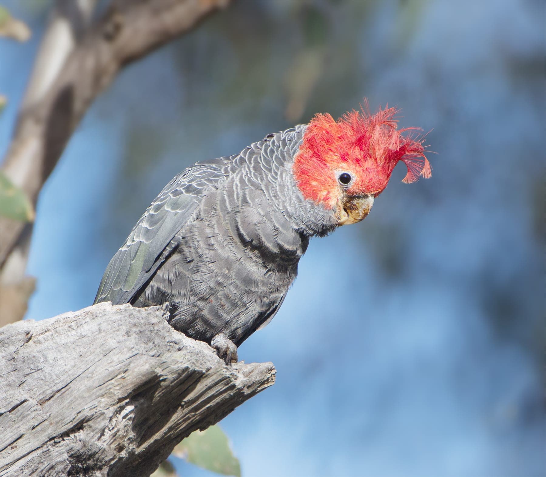 Cacatúa gang-gang