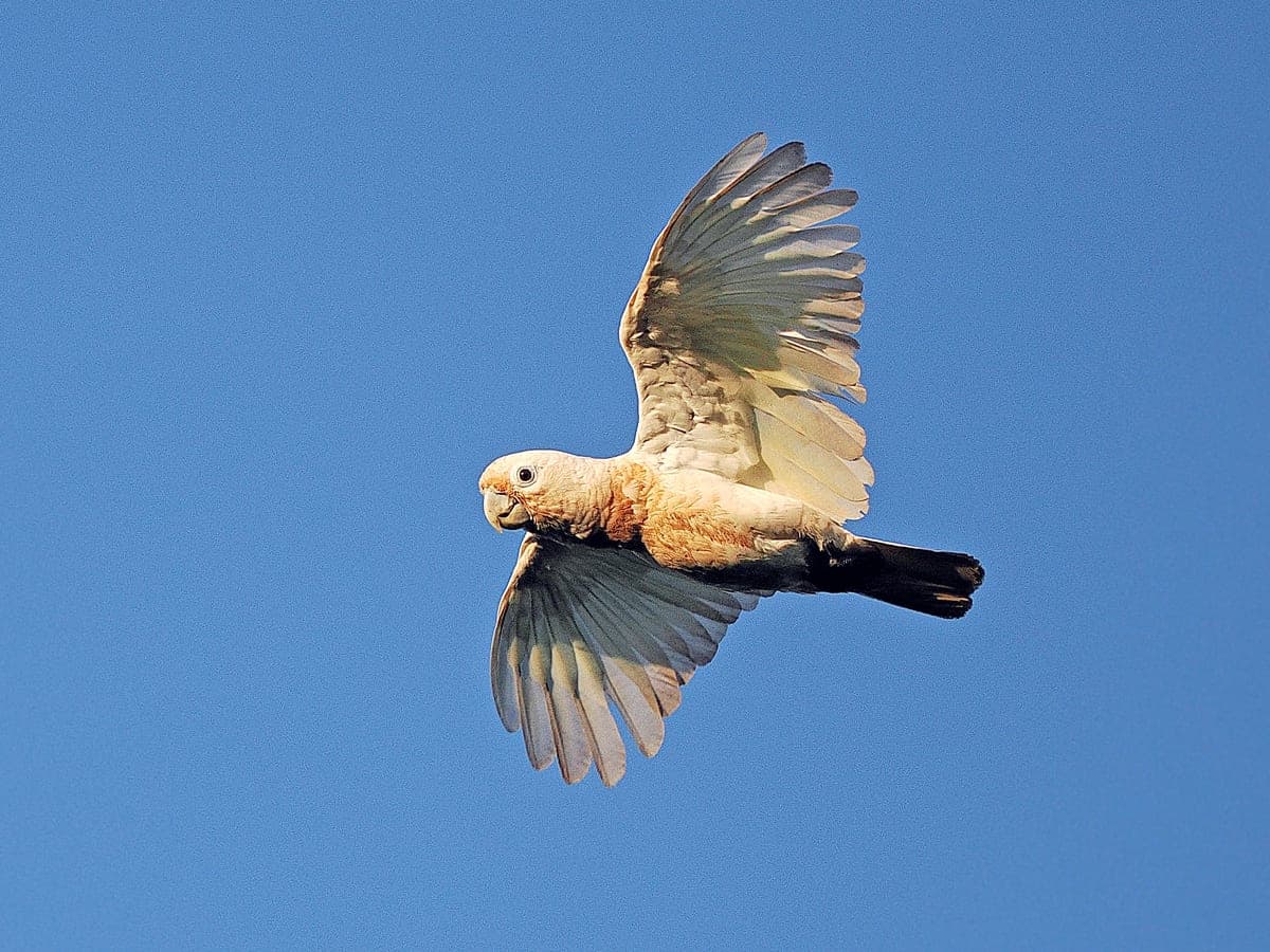 Cacatúa de Goffin