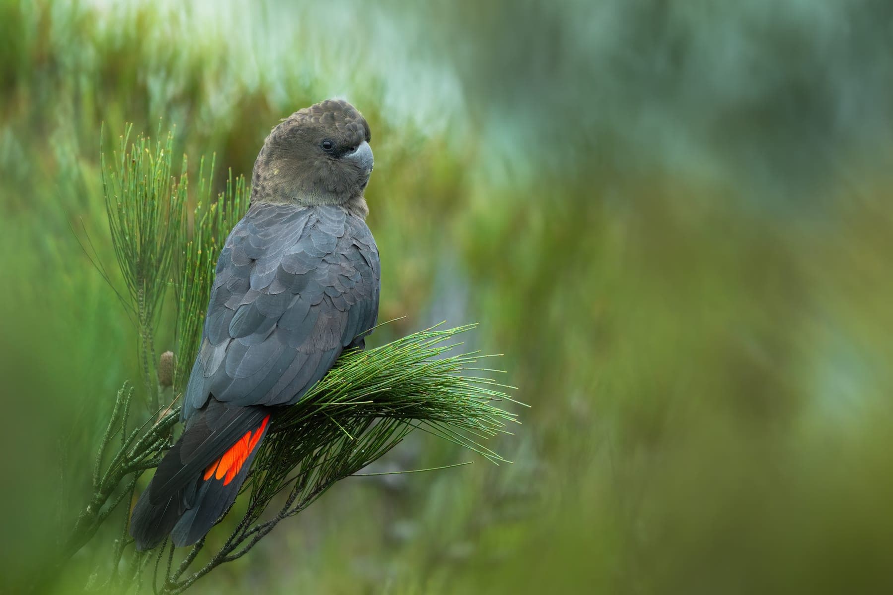 Cacatúa lustrosa (glossy)