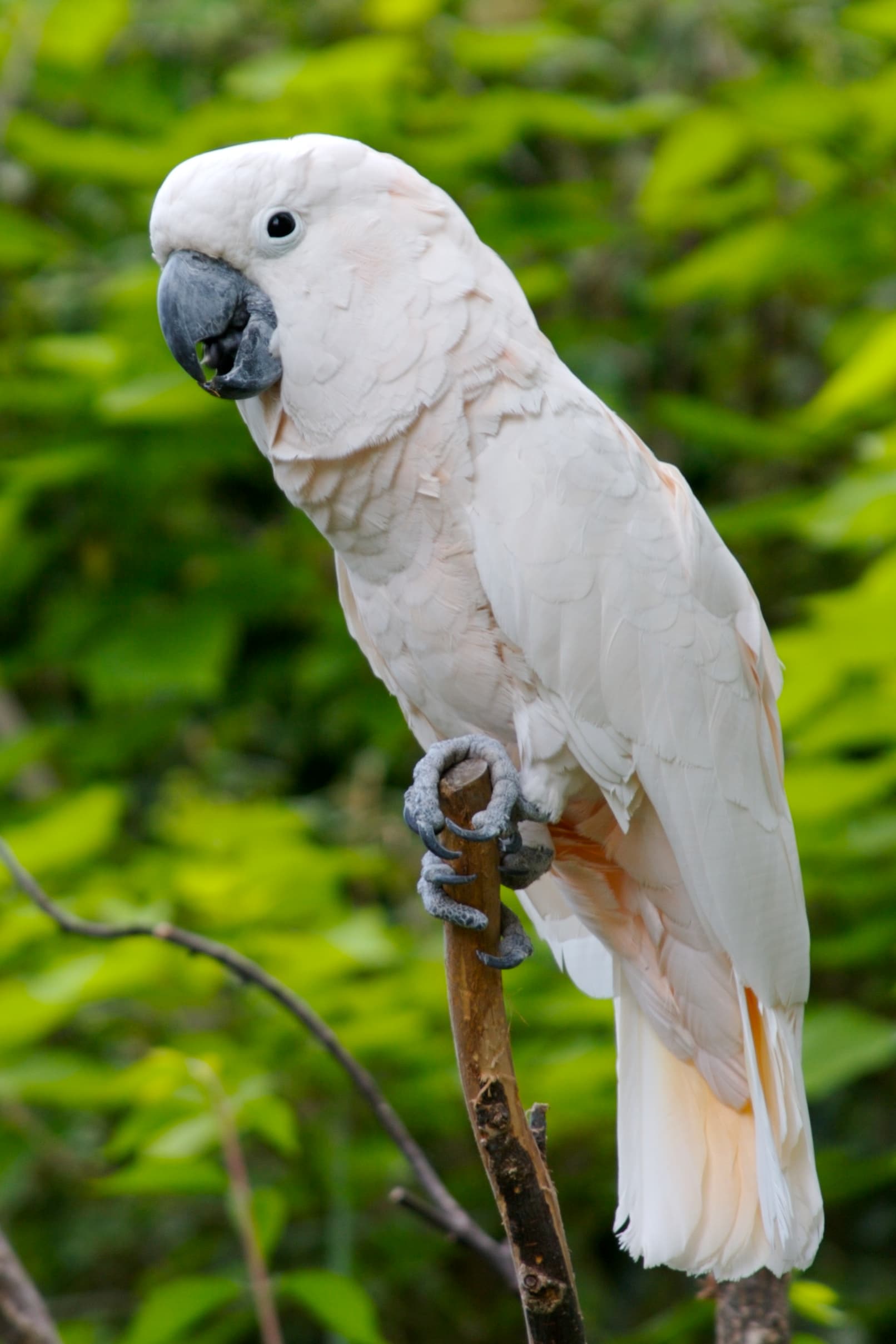 Cacatúa de las Molucas (salmón)