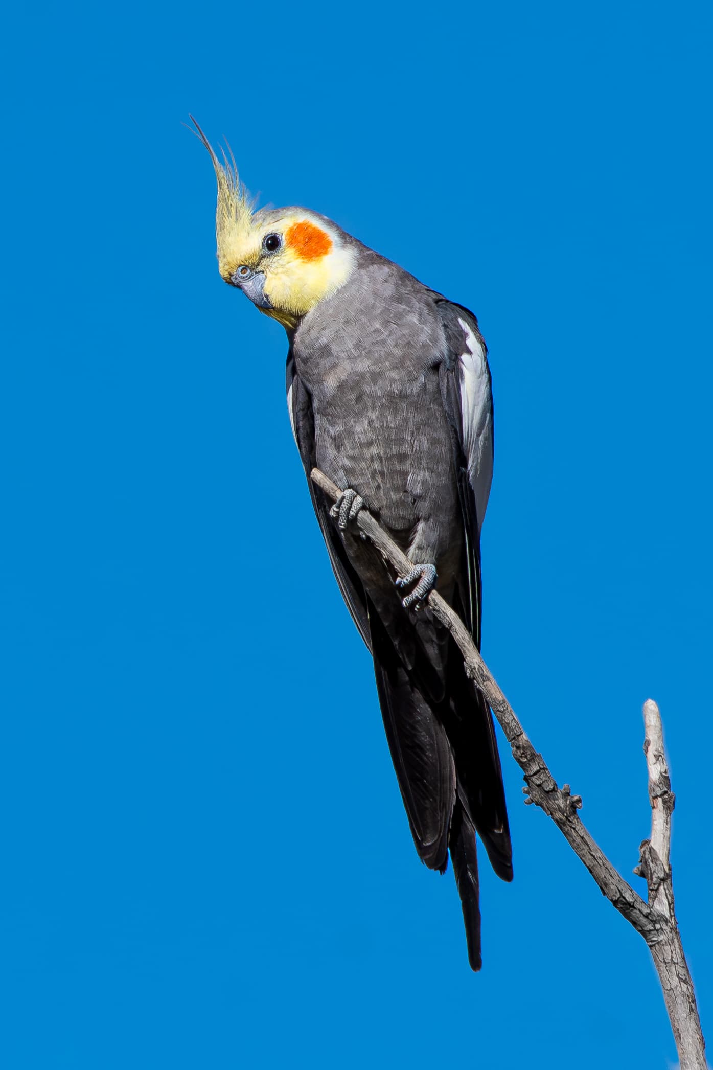 Cacatúa ninfa (carolina)