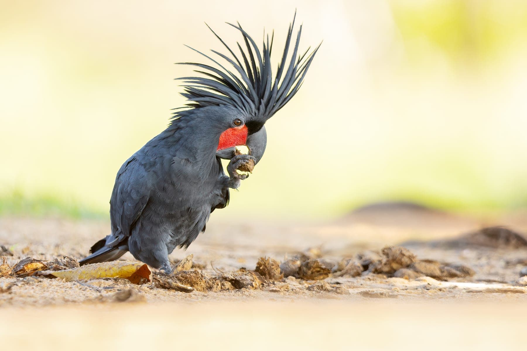 Cacatúa palmera