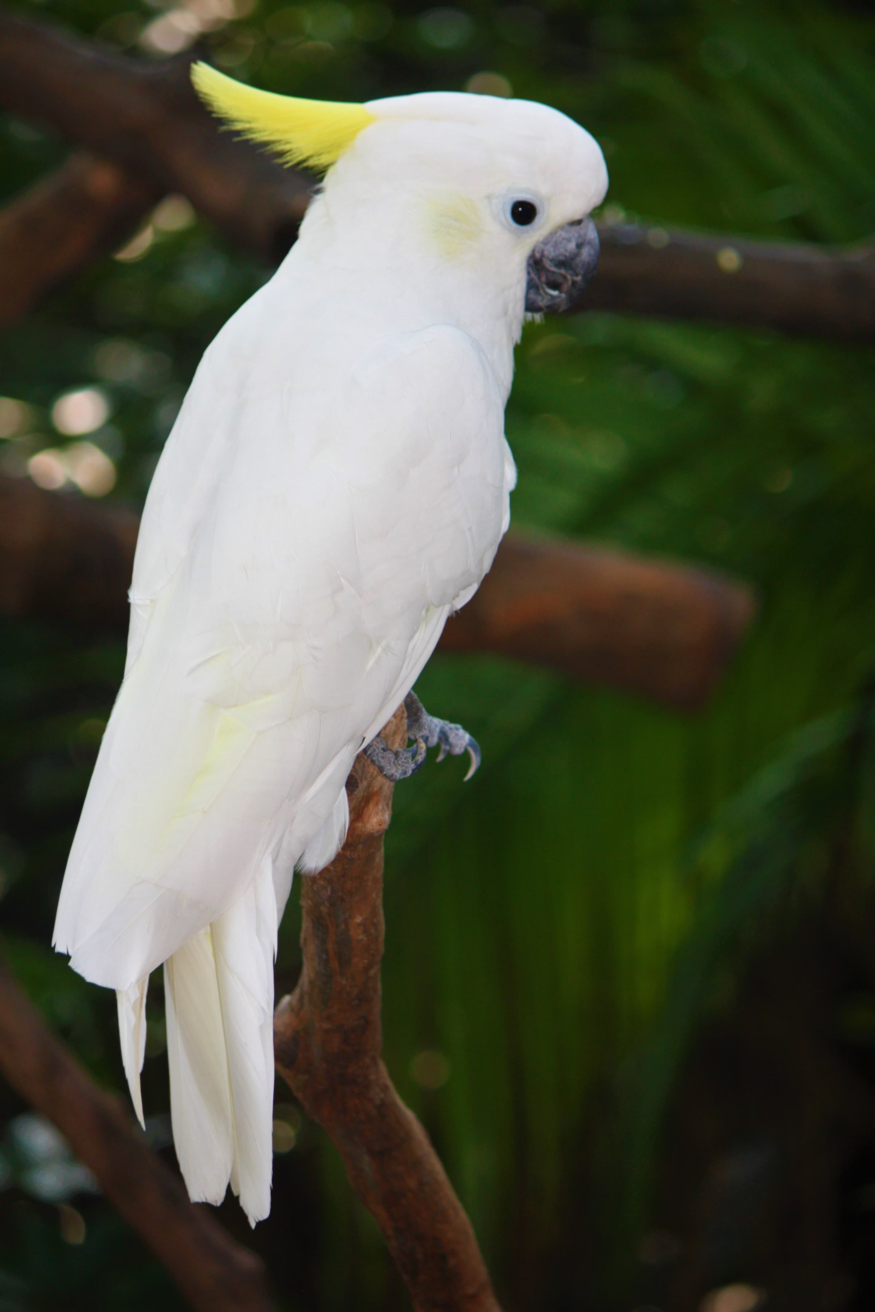Cacatúa sulfúrea