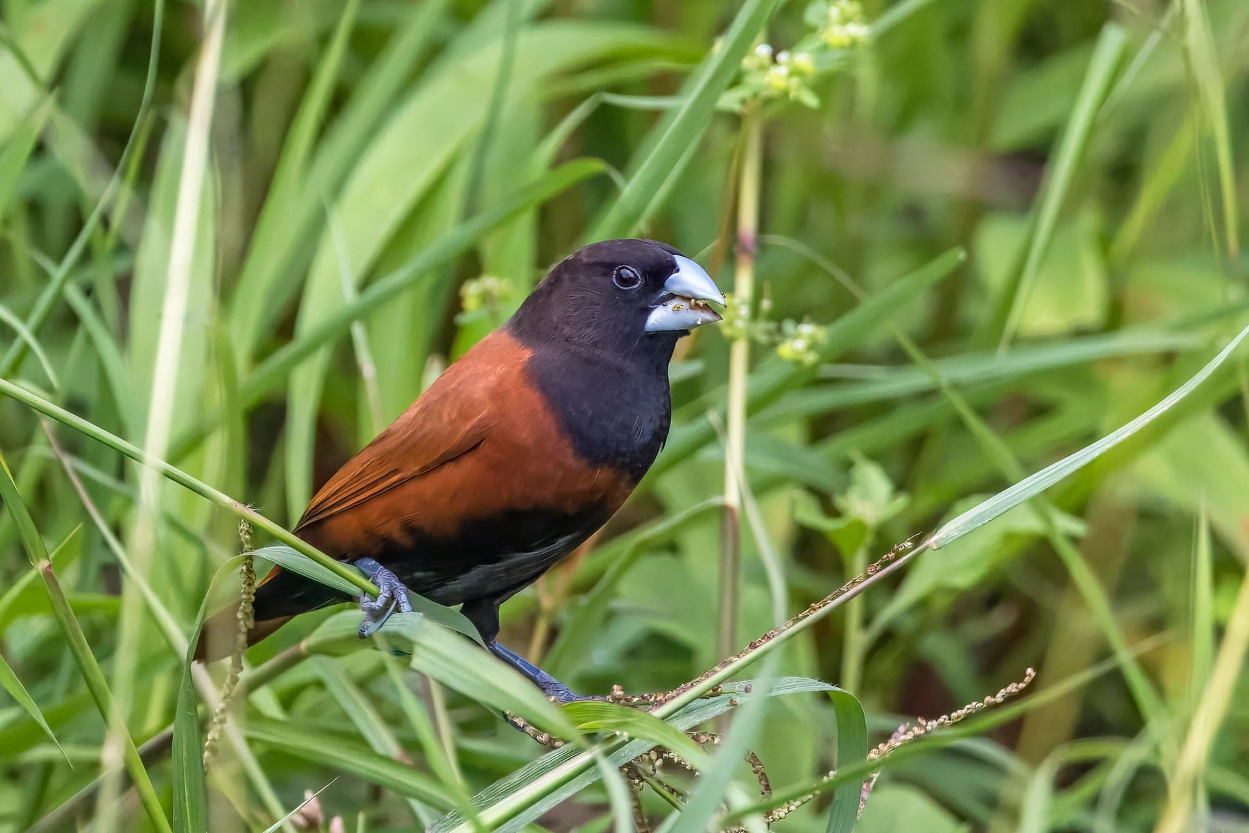 Capuchino de cabeza negra