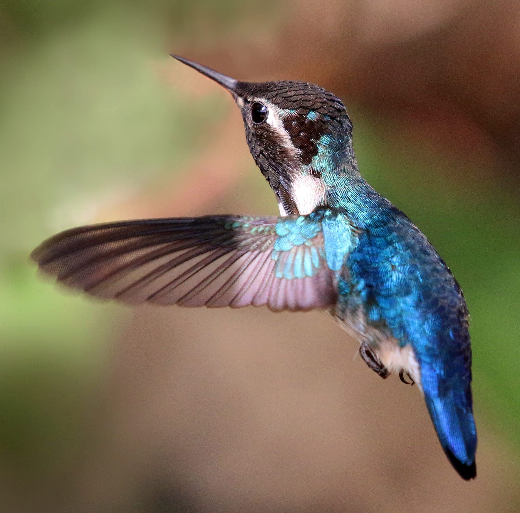 Colibrí abeja (zunzuncito)