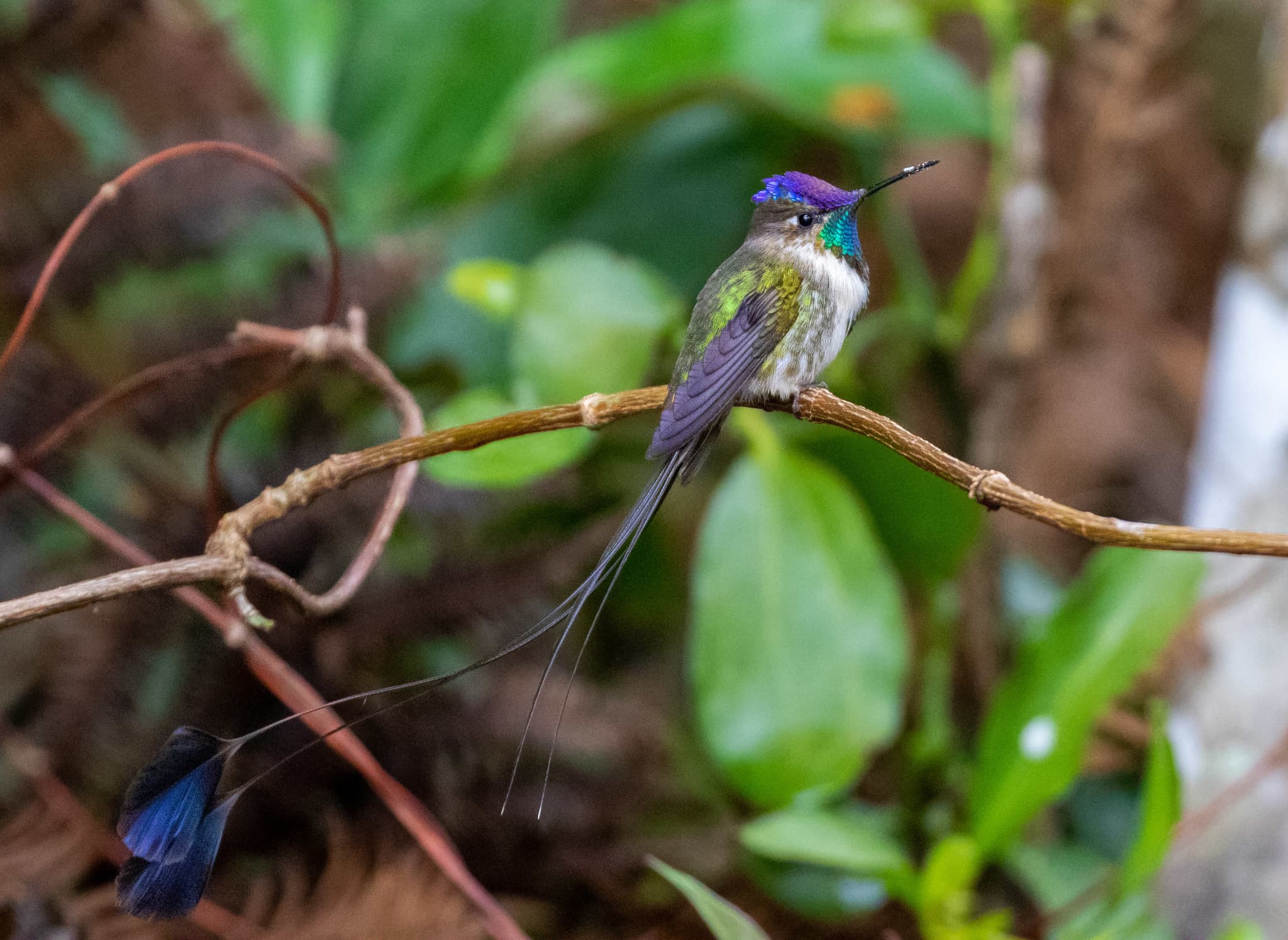 Colibrí admirable (cola de espátula)