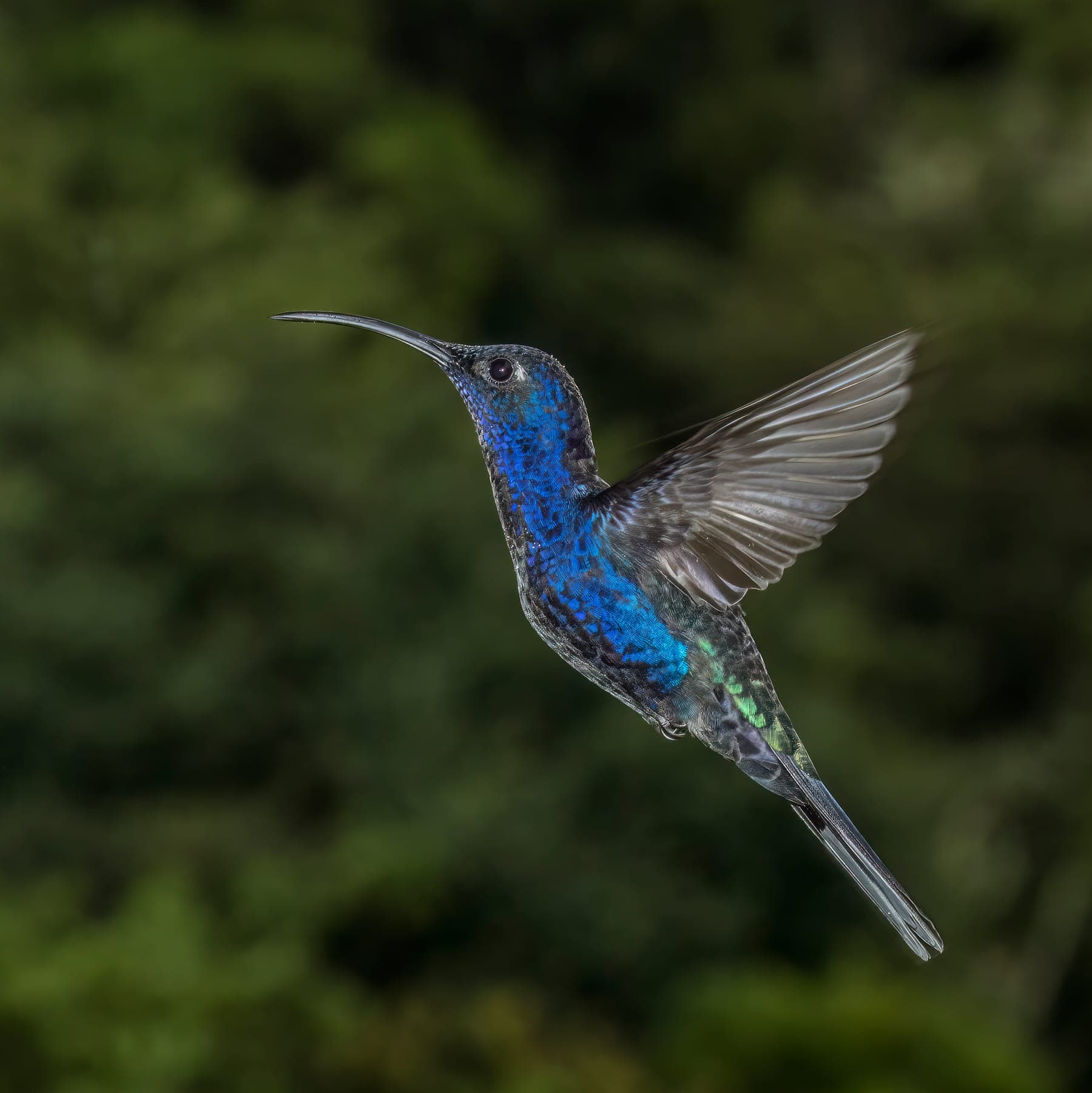 Colibrí ala de sable violáceo