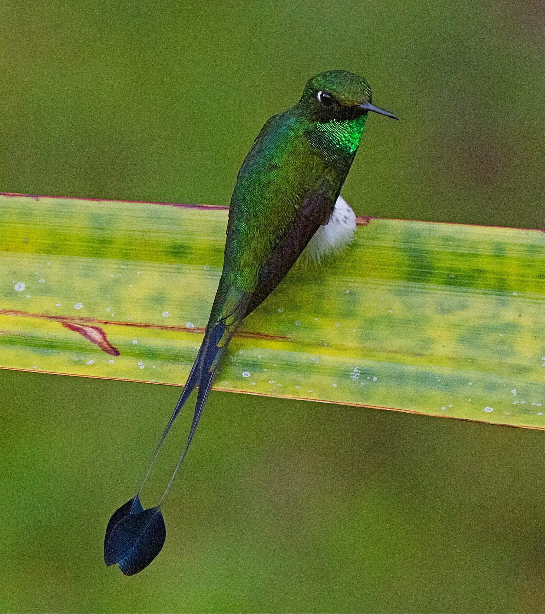 Colibrí cola de raqueta