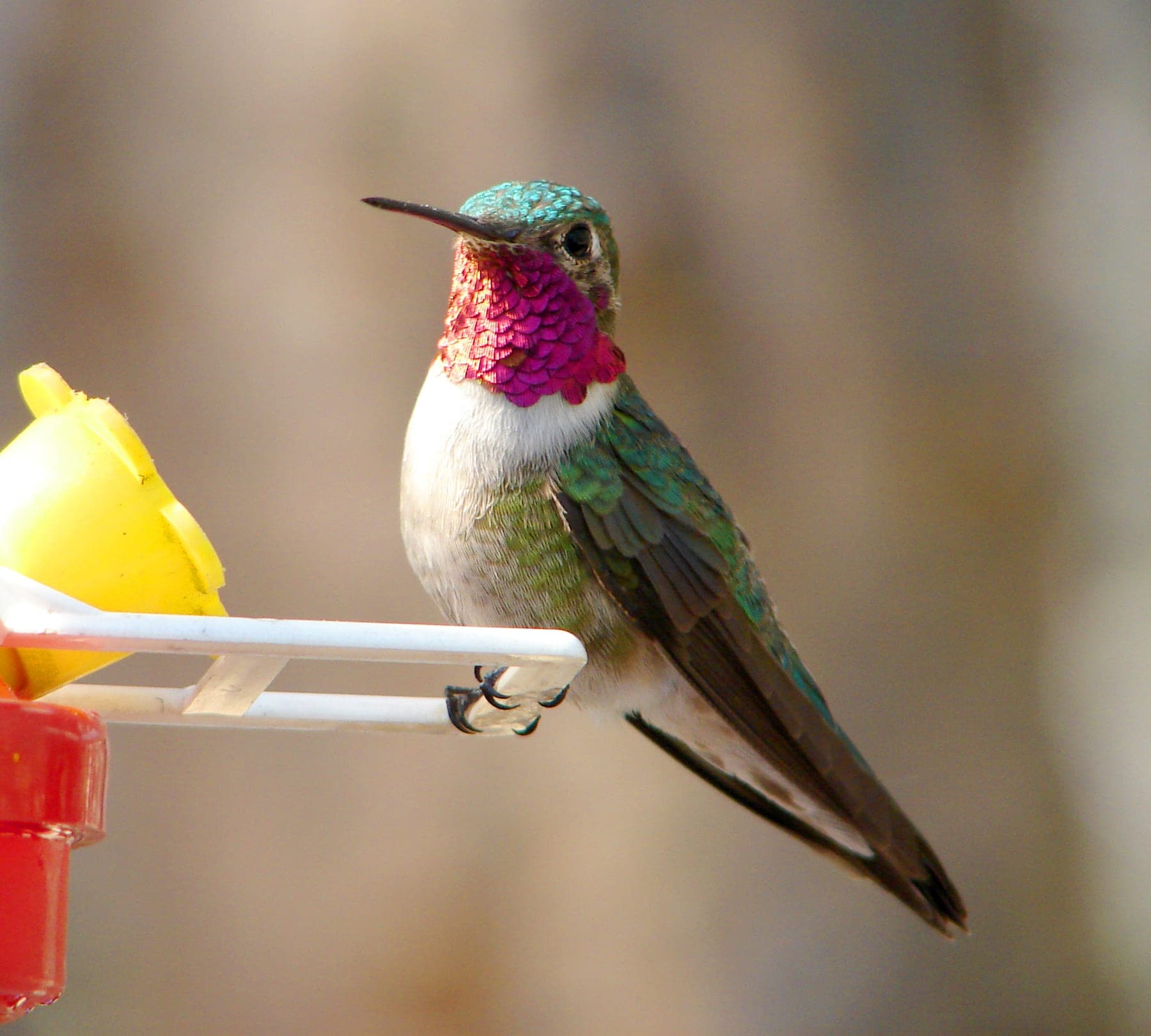 Colibrí coliancho
