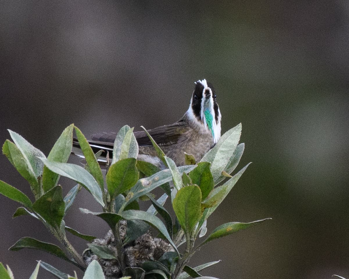 Colibrí crestado barbudo