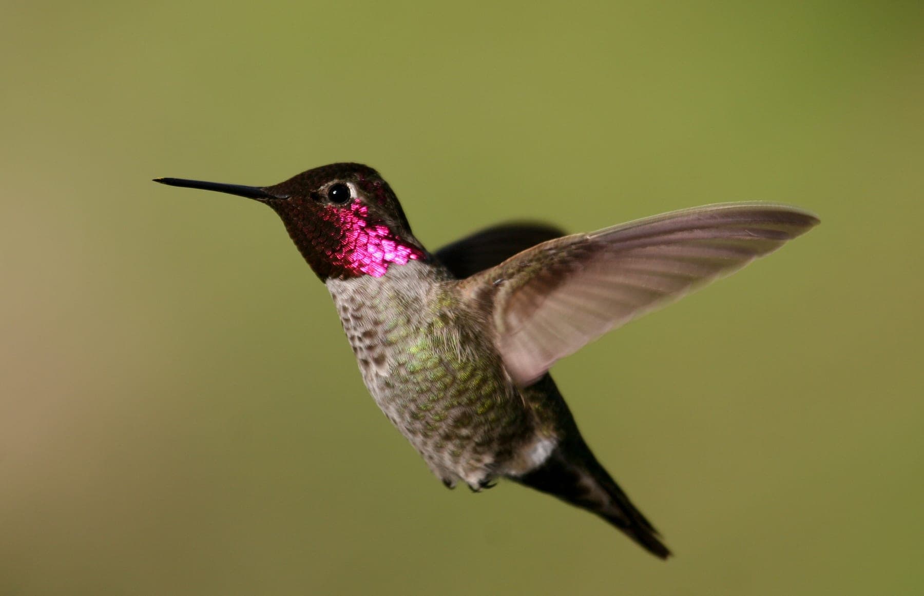 Colibrí de Anna