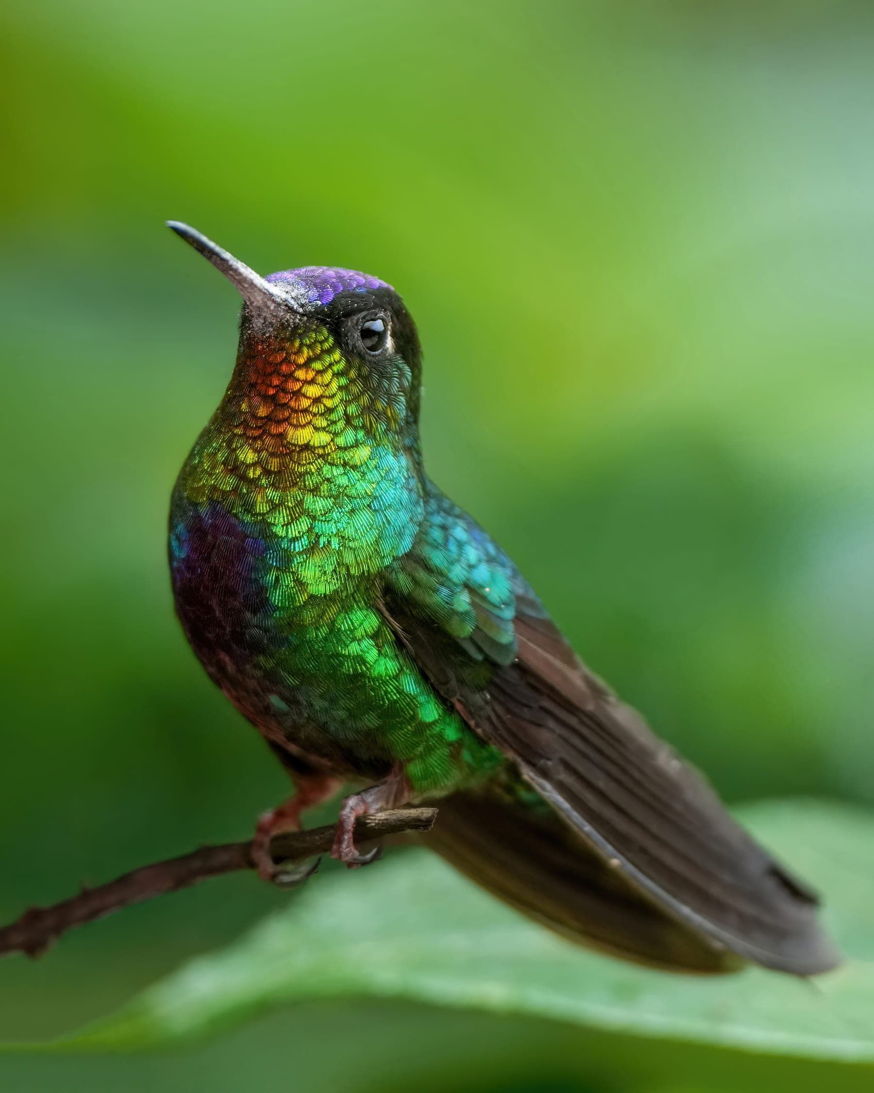 Colibrí garganta de fuego