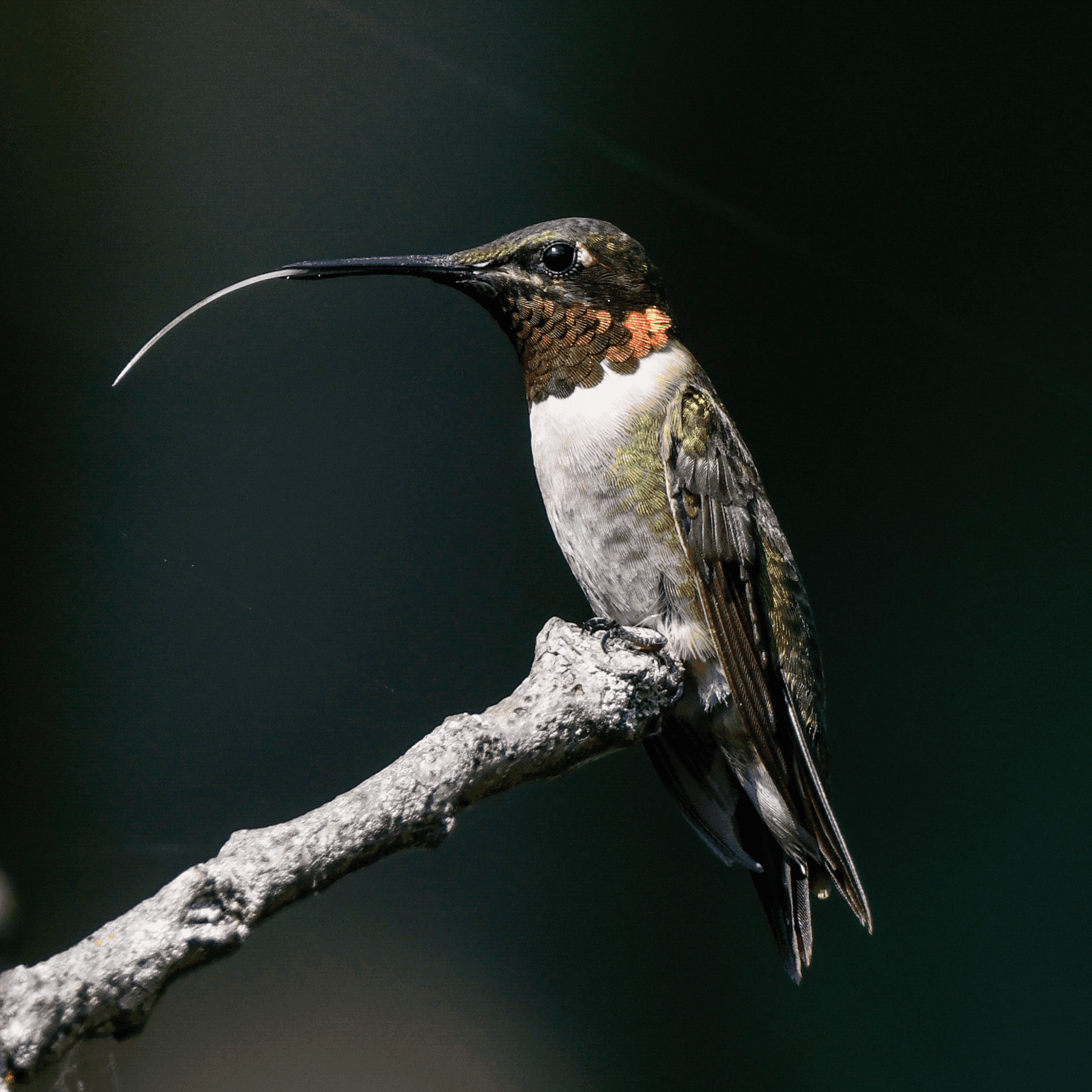 Colibrí de Garganta Rubí
