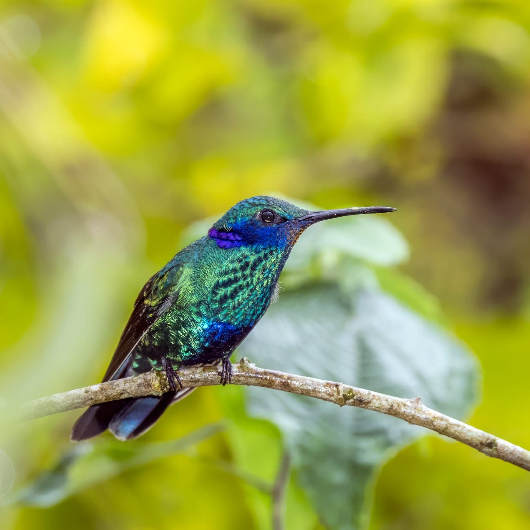 Colibrí orejivioleta grande