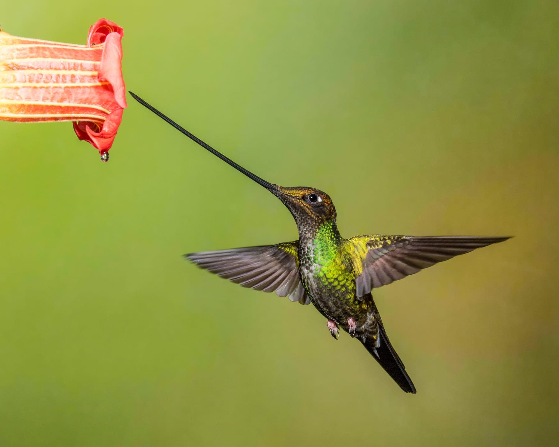 Colibrí pico espada
