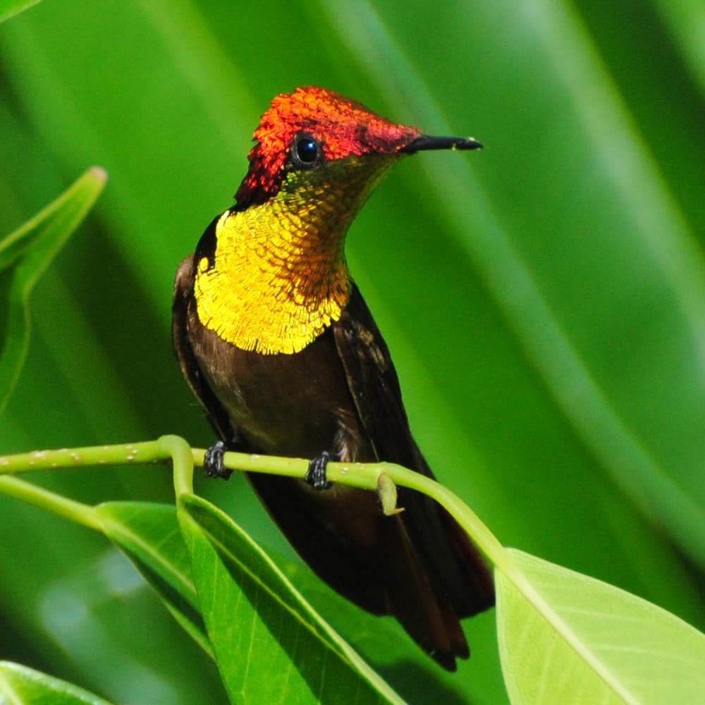 Colibrí rubí-topacio
