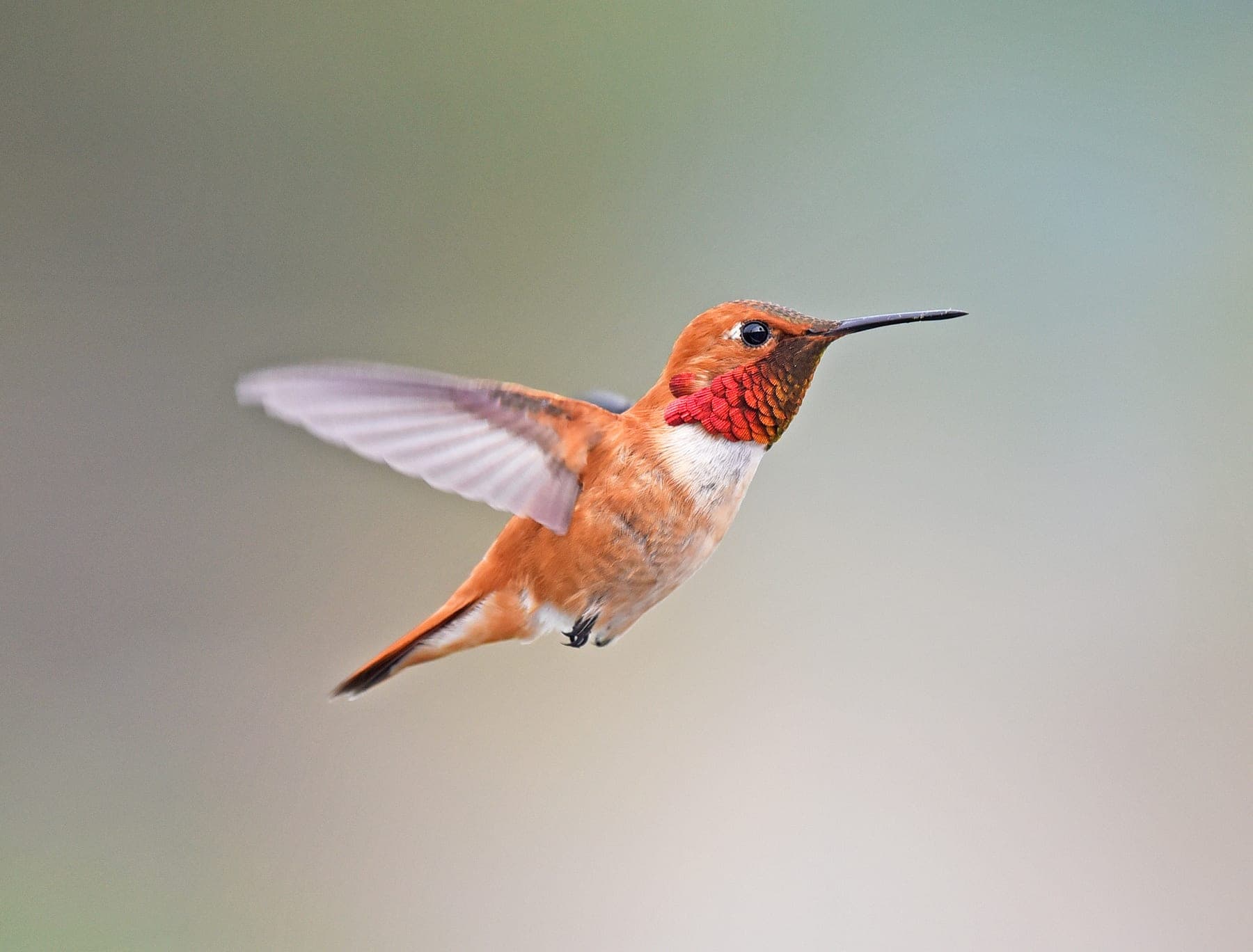 Colibrí rufo