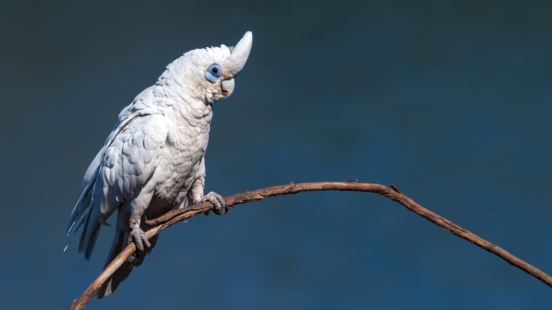 Corella chica