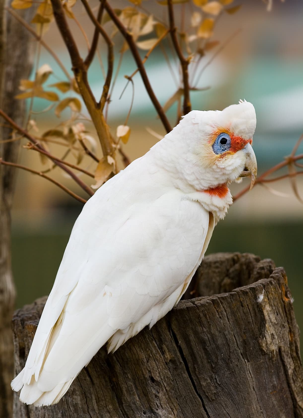 Corella piquilarga