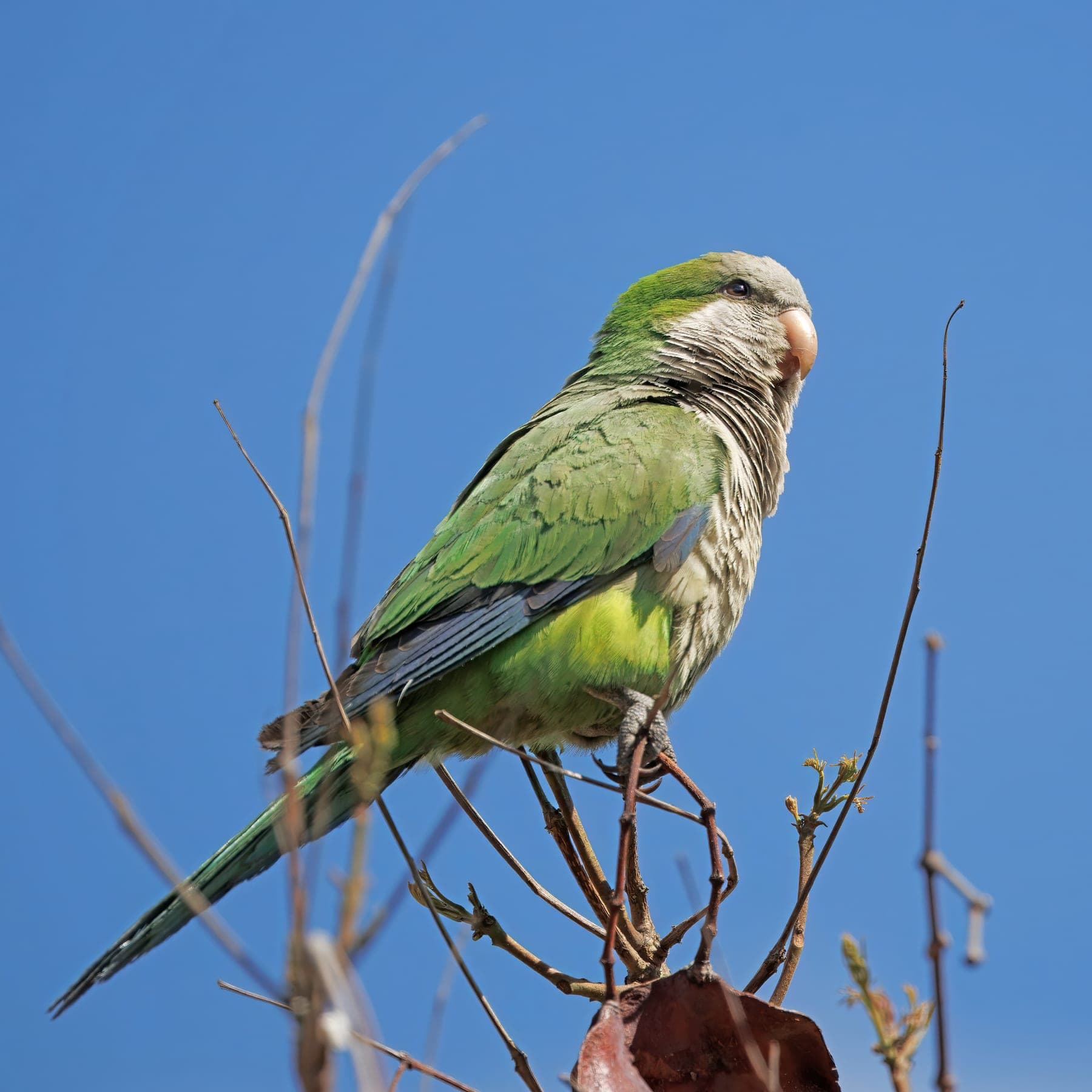 Cotorra argentina (monje)