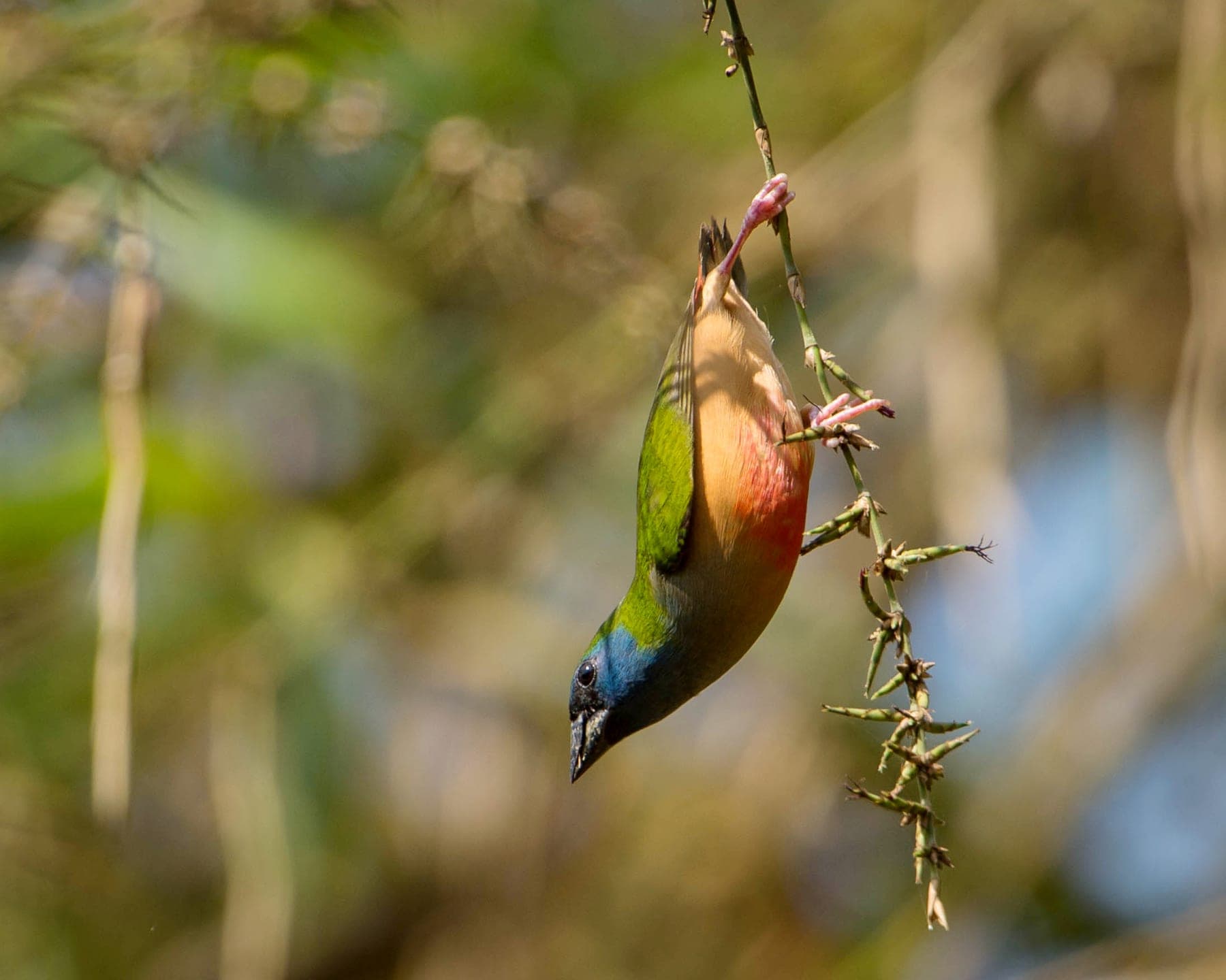 Diamante de cinco colores