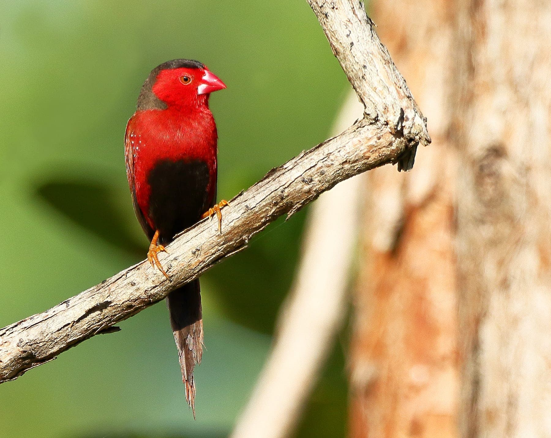 Diamante rojo australiano