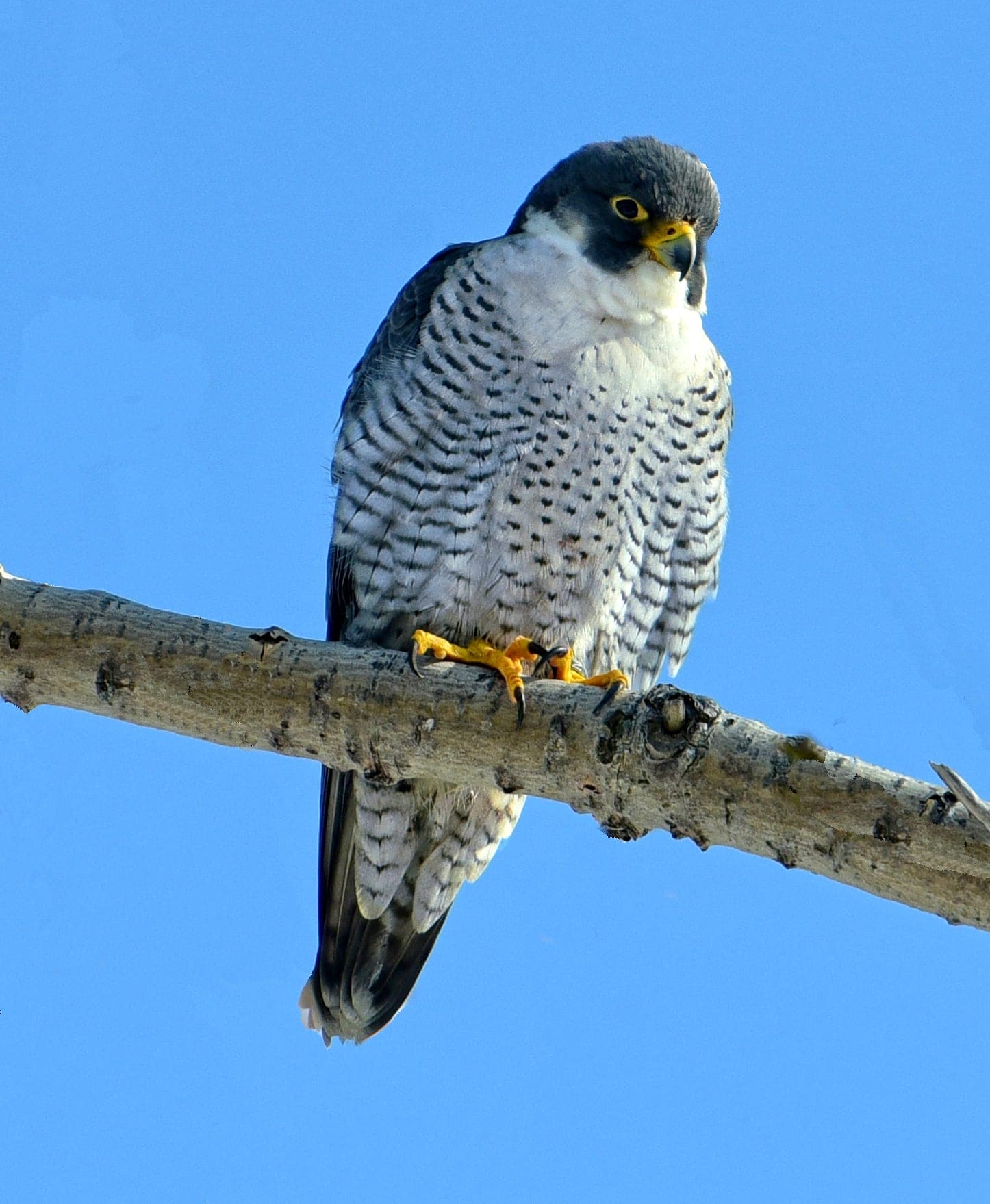 Halcón peregrino