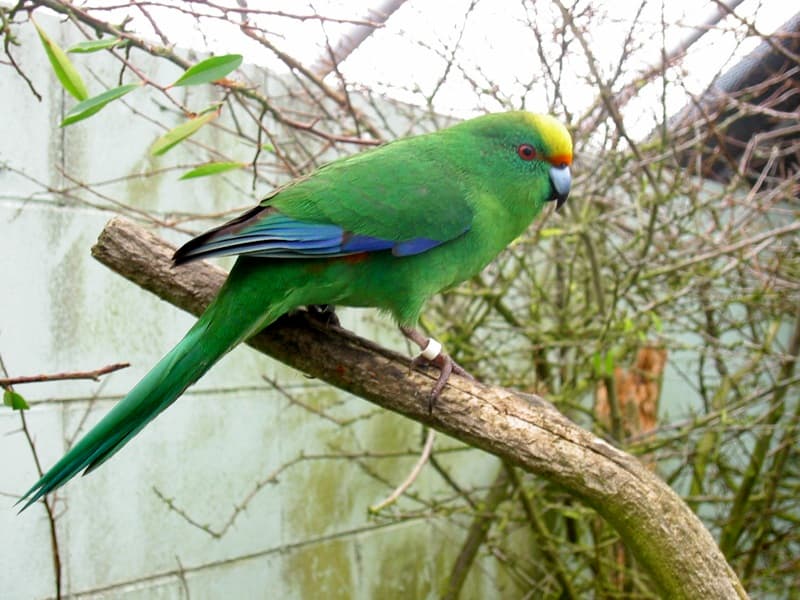 Kakariki de frente naranja