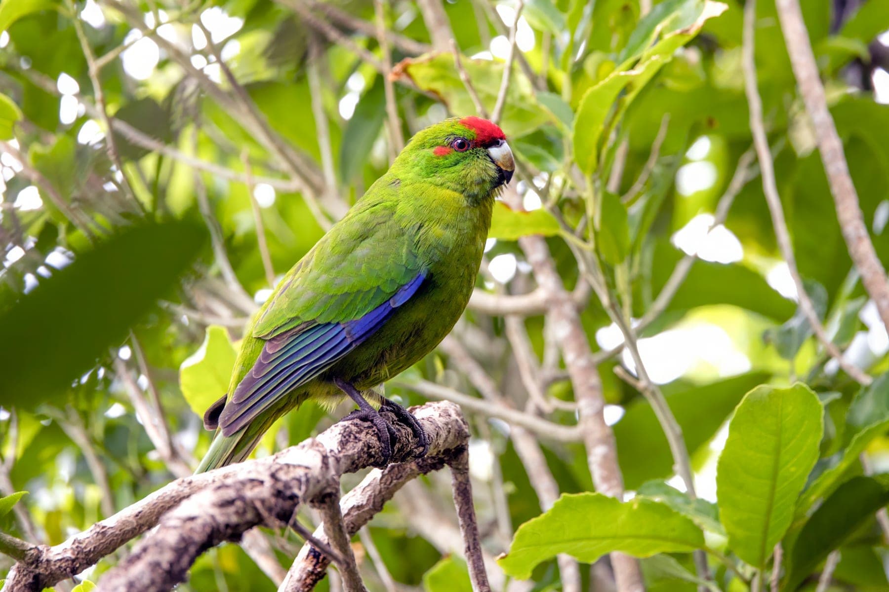 Kakariki de frente roja