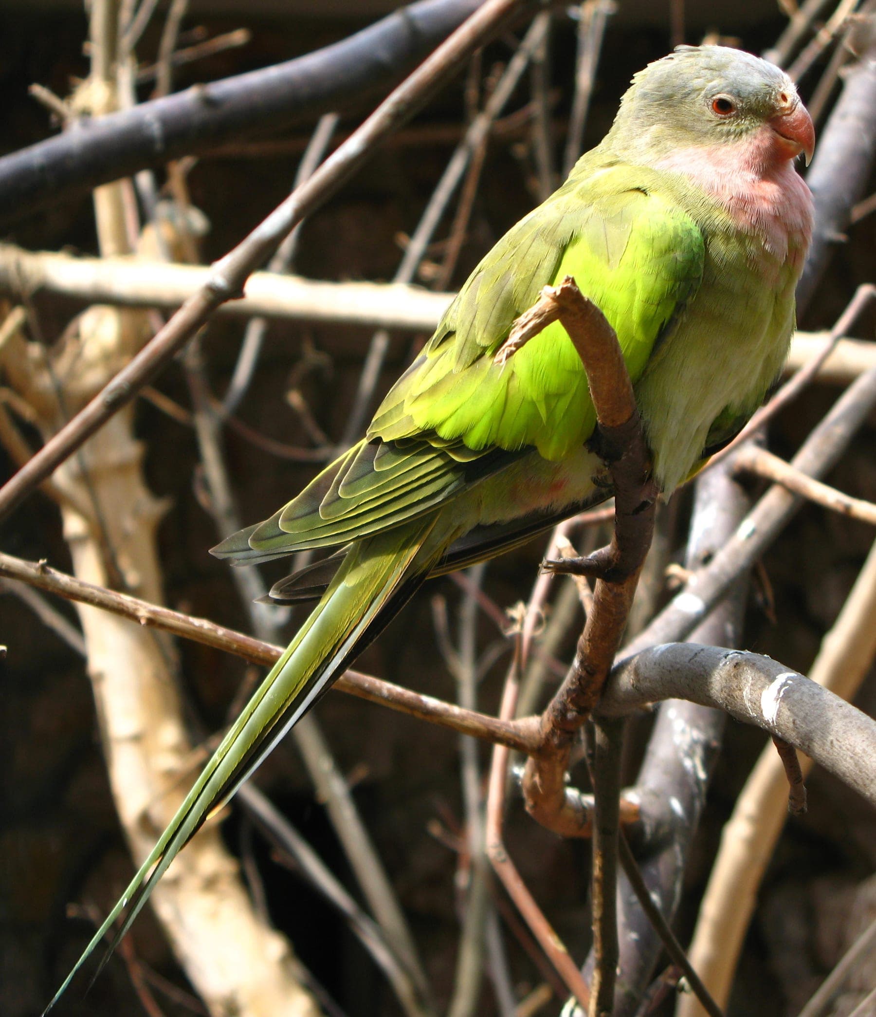 Periquito princesa
