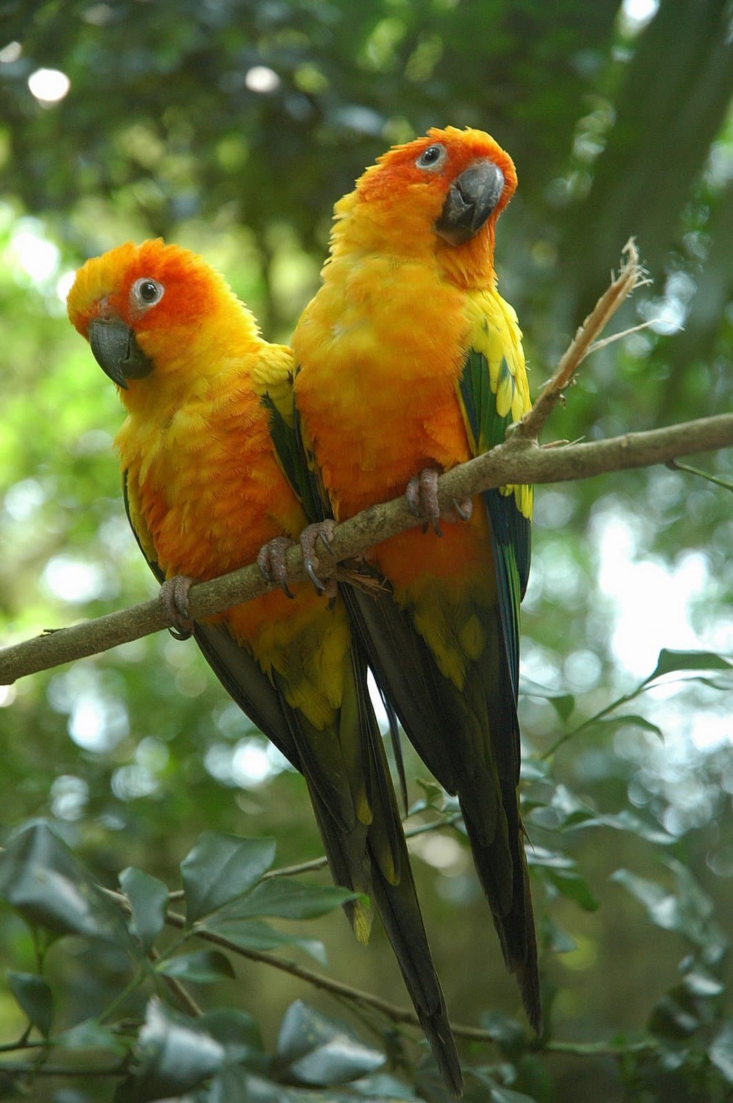 Periquito solar (sun conure)