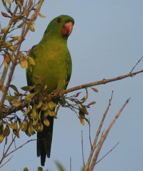 Periquito verde mexicano