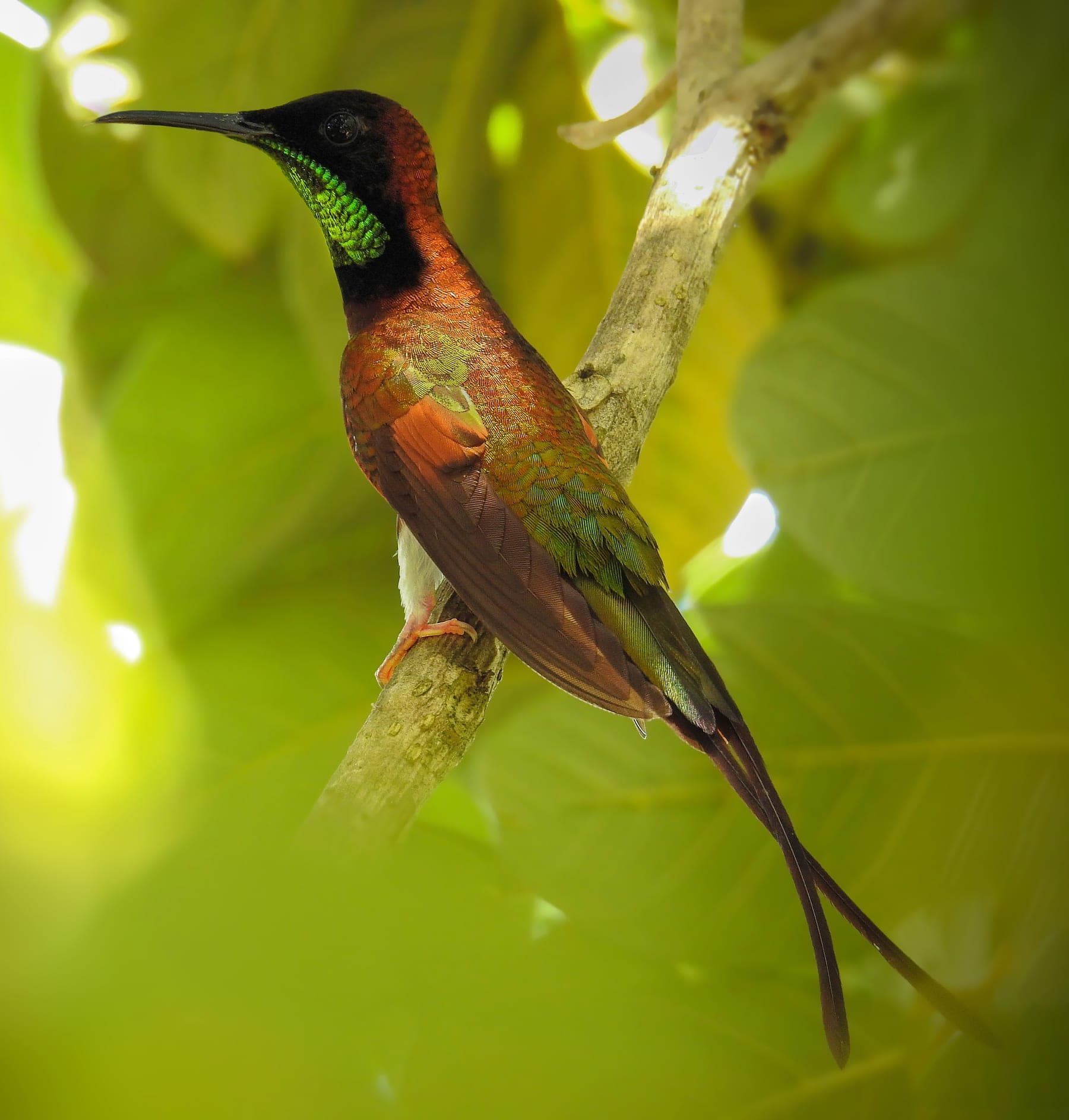 Colibrí